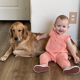 Frankie - Golden Retriever