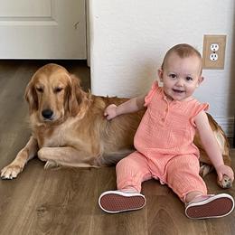 Frankie - Golden Retriever