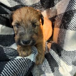 Nala - Wheaten female Soft Coated Wheaten Terrier puppy in Nokomis, Illinois from Windhill Wheatens