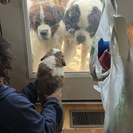 Saint Bernard Puppies from Tiffeny’s pups