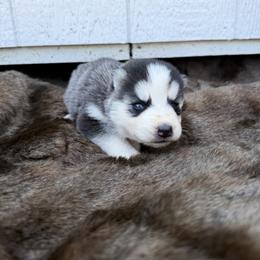 Girl 2 - Black and white female Siberian Husky puppy in Solon Springs, Wisconsin from Werpstead Shorties