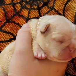 Bulldog and French Bulldog Puppies from Eclipse Bulldogs