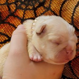 Bulldog and French Bulldog Puppies from Eclipse Bulldogs