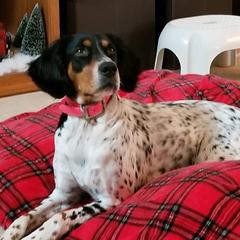 English Setters from Wildcat Creek Kennels