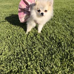 Pomeranian All Grown Up from Polina's Poms