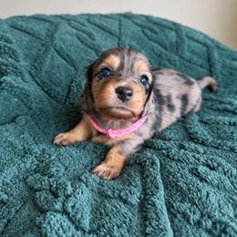 Bonnie - Dapple female Dachshund puppy in Molino, Florida from Dooney's Dachshunds