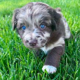 BROWNIE - Red merle female Australian Shepherd puppy in Christiana, Tennessee from Vaught Family Farm