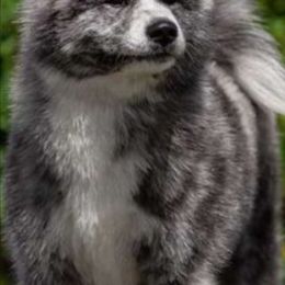 Miashu - Japanese Akitainu