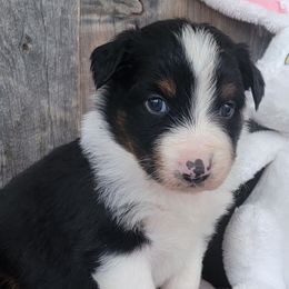 Girl 1 - Australian Shepherd puppy in Grants Pass, Oregon from Kehlani Kai Aussies