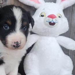 Girl 1 - Australian Shepherd puppy in Grants Pass, Oregon from Kehlani Kai Aussies