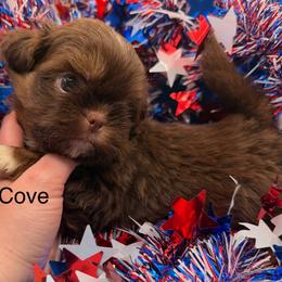 Cove - Liver male Shih Tzu puppy in Russellville, Kentucky from The Patriot Tzu