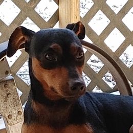 Marley - Miniature Pinscher