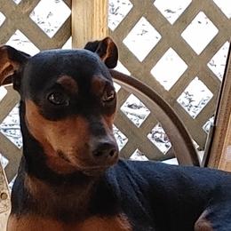 Marley - Miniature Pinscher
