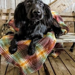 Ken - English Cocker Spaniel