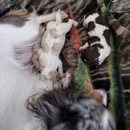 Dachshund puppies from White River Valley Kennel