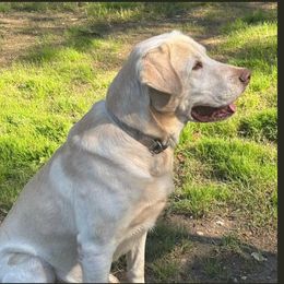 Otis - Labrador Retriever