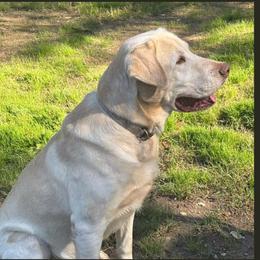 Otis - Labrador Retriever