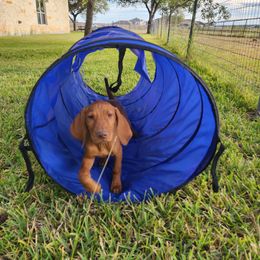 Denali - Vizsla puppy in Texas from Virag Vizsla