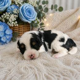 Atlas - Tri-color male Bernedoodle puppy in Myrtle Beach, South Carolina from Colorful-K9'S