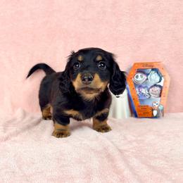 Totino Roll - Black and tan male Dachshund puppy in Phelan, California from Desert Sunset Dachshunds