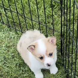 American Corgi and Pembroke Welsh Corgi Puppies from Flying K Corgis