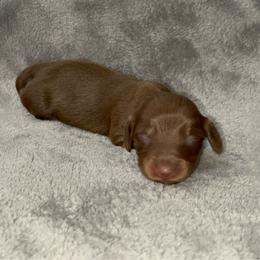 Chocolate and tan - Chocolate and tan female Dachshund puppy in Gainesville, Texas from Diamond B Doxies