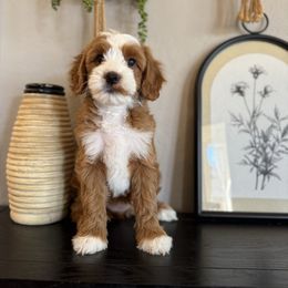 Girl 2 - Red  female Goldendoodle puppy in Phoenix, Arizona from Doodles of the Desert