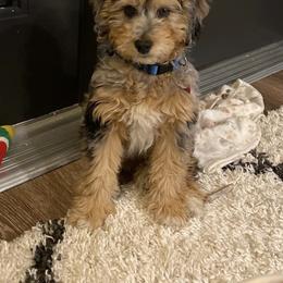Aussiedoodle and Australian Shepherd Puppies from Junipersdoodles