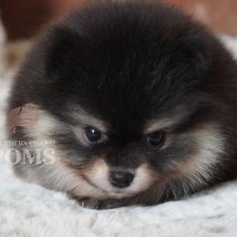 Boy 1 - Black and tan male Pomeranian puppy in Kingston, Georgia from Southern Charm Poms
