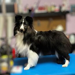 Katniss - Black and white female Shetland Sheepdog puppy in Schaghticoke, New York from Excelsior Shetland Sheepdogs
