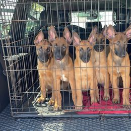 Belgian Malinois puppies from Pyrex Kennels