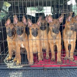 Belgian Malinois puppies from Pyrex Kennels