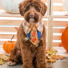Teddy - Australian Labradoodle