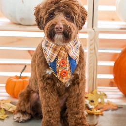 Teddy - Australian Labradoodle