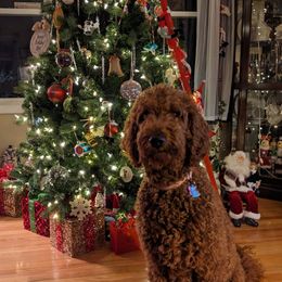 Cinnamon - Goldendoodle