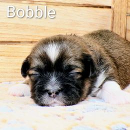 Bobble - Brown male Lhasa Apso puppy in Jefferson, New York from Absolute Lhasa Love