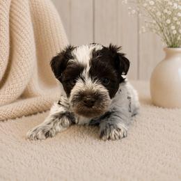 Ranger - Parti male Miniature Schnauzer puppy in Magalia, California from NorCal Schnauzers