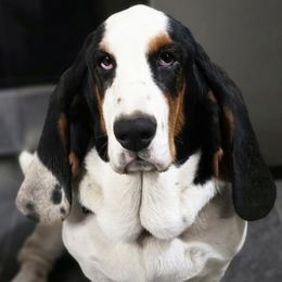 Daisy Mae - Basset Hound