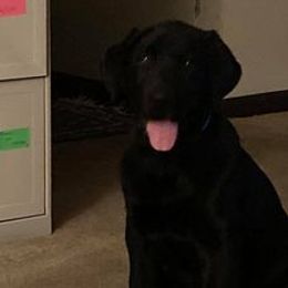 Labrador Retrievers from Elizabeth Bundy's Labrador Retrievers