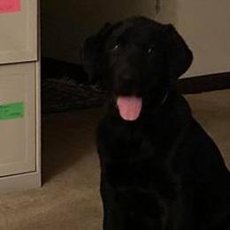 Labrador Retrievers from Elizabeth Bundy's Labrador Retrievers