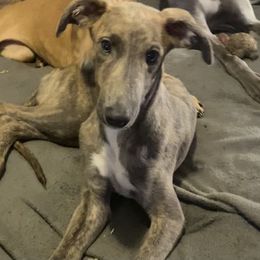 Valor - Blue brindle male Greyhound puppy in Florida from Running to Stand Still (RTSS)