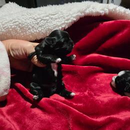 Puppy 3 - Black and white female Shihpoo puppy in Eldon, Missouri from B&B Designer Shihpoo’s