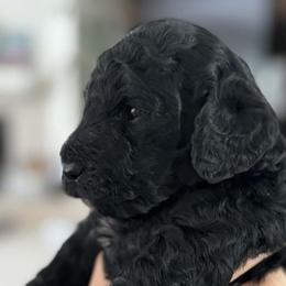 Female - Black female Goldendoodle puppy in Bakersfield, California from Puppy by Design