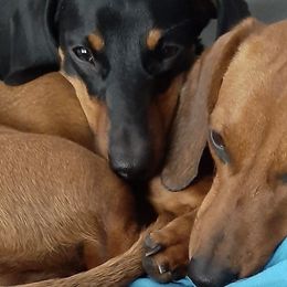 Dachshunds from EZ 2 Love Dachshunds