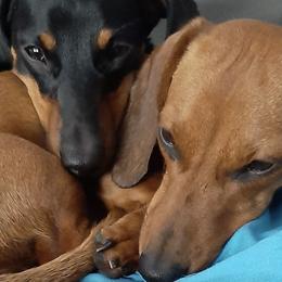 Dachshunds from EZ 2 Love Dachshunds