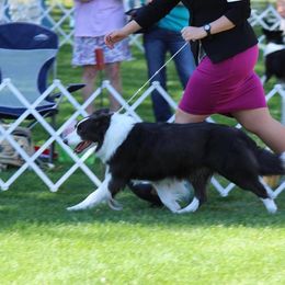 Bryson - Border Collie