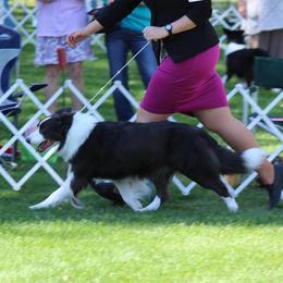Bryson - Border Collie