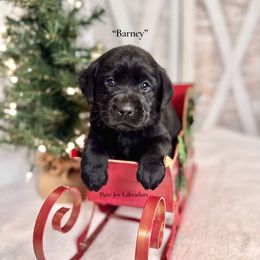 Barney (Light Blue Collar) - Black male Labrador Retriever puppy in Cinebar, Washington from Pure Joy Labradors