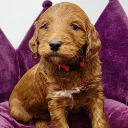 Red Female - Apricot female Goldendoodle puppy in Great Falls, Montana from Montana Goldendoodles