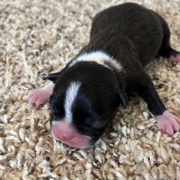 Polo - Black and white male Boston Terrier puppy in Red Bluff, California from Sugar Baby Bostons